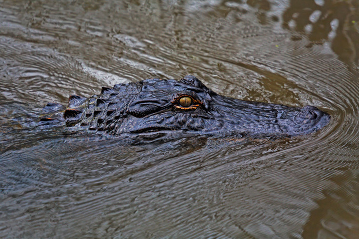Alligator, Louisiana 2007