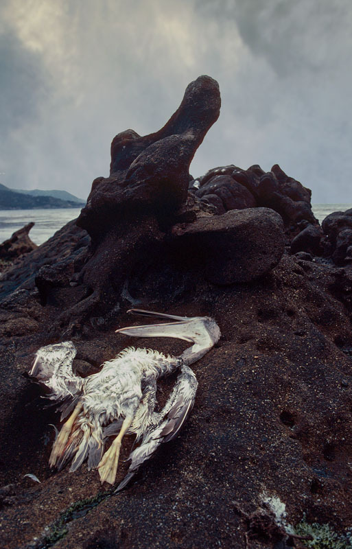 Point Lobos, California 1983