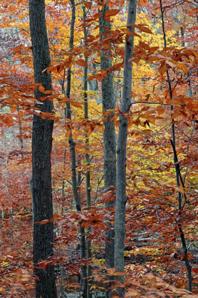 Bartlett Arboretum, Stamford, Connecticut 2003