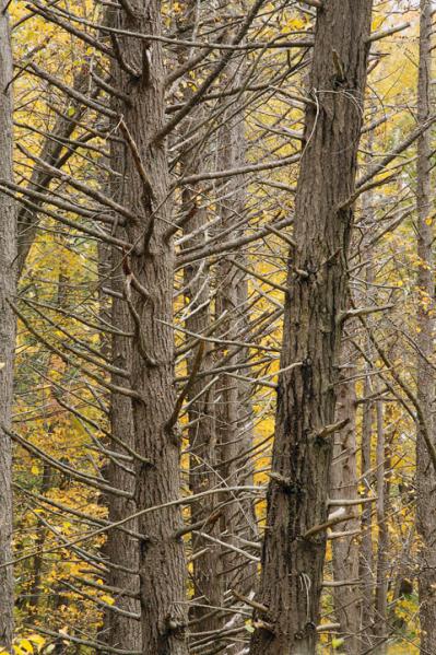 Dead Hemlocks, The Hudson Highlands, New York 2005