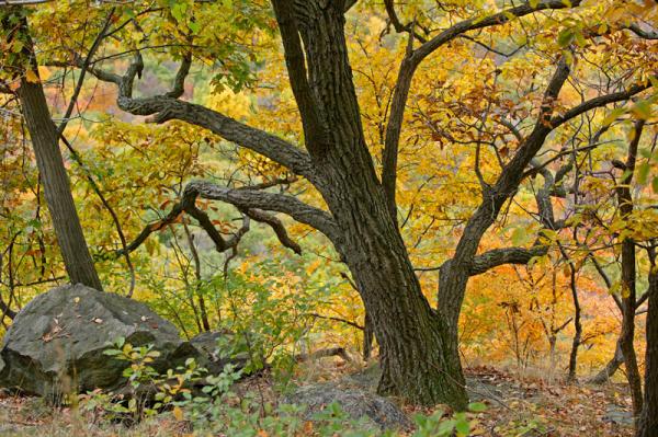 Crooked Tree, Bear Mountain, New York 2004