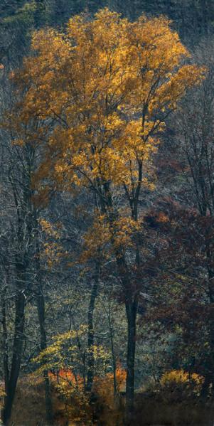 Tree on the River Bank, Pennsylvania 2004