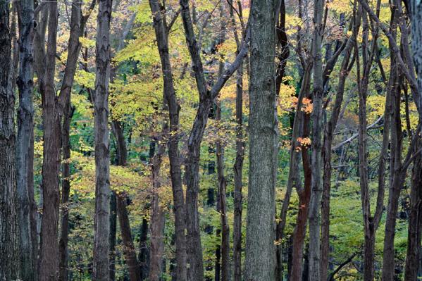 Early Fall, Thompson Park, Jamesburg, New Jersey 2005