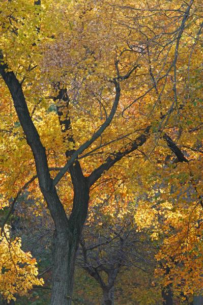 Fall Study I Jamesburg, New Jersey 2005