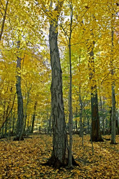 Hopatcong State Park, New Jersey 2004