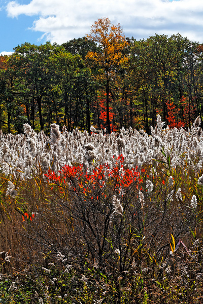 Harriman State Park 2007