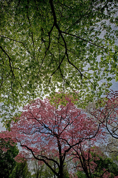 Spring Study 2009