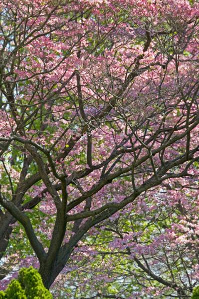 Spring Study I, Hackensack