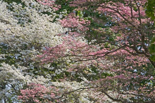 Spring Study 2,  Hackensack, New Jersey 2006