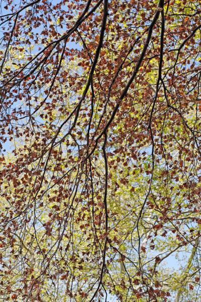 Spring Study - Westwood, New Jersey