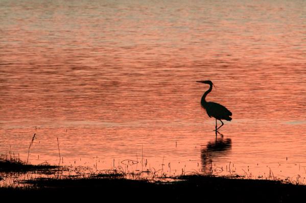 Myakka Heron Myakka River, Florida 2005