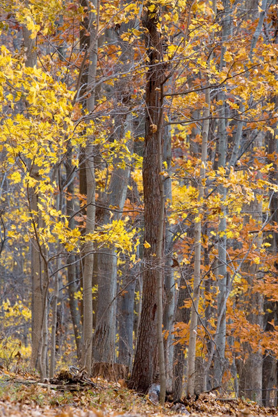 Green Lane Reservoir Park, Montgomery County, Pa 2006