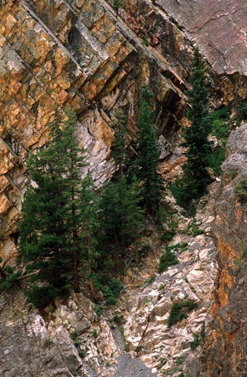 Trees in river gorge, southwestern Colorado