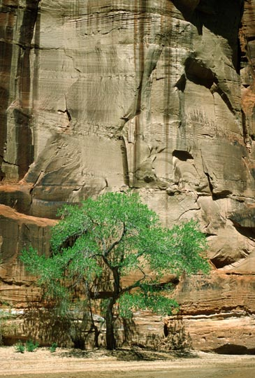 Tree in the Wash, Canyon de Chelly