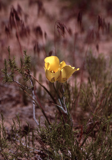 Desert poppies, Keams Canyon, Arizona