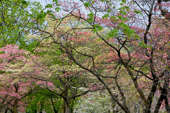 Spring Study 1, 2007