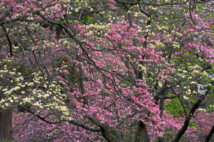 Spring Study 2,  2007