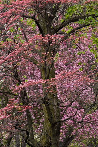 Spring Study 5, 2007