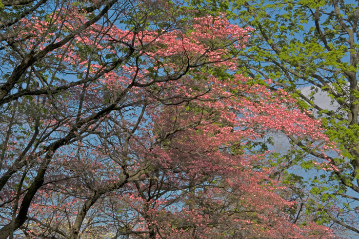 Spring Study 4, 2007
