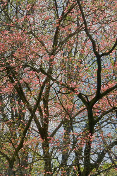 Spring Study 7, 2007 