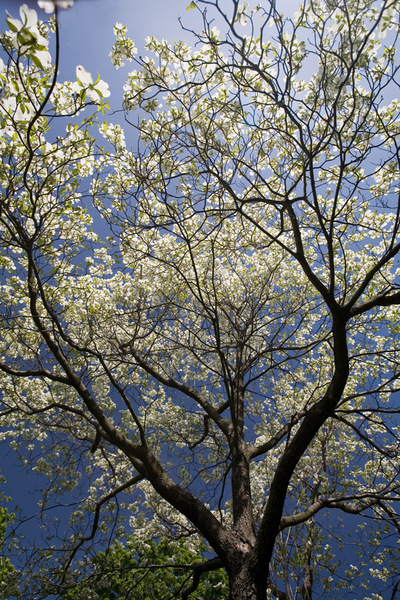Spring Study 6, 2007