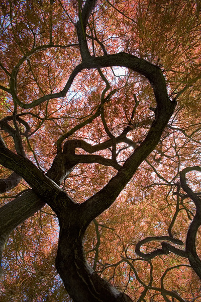 Japanese Maple, Hackensack, NJ  2007