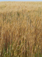 All images © Hank Gans 2023.  All rights reserved.