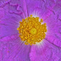 All images © Hank Gans 2023.  All rights reserved.