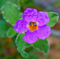 All images © Hank Gans 2023.  All rights reserved.