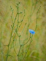 All images © Hank Gans 2023.  All rights reserved.