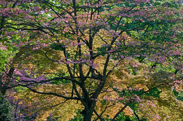 Spring Study 8, 2007
