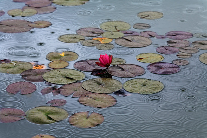 Water Lilies in the Rain     Pommard, France 2007