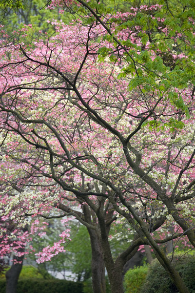 Spring 2008 Study 1