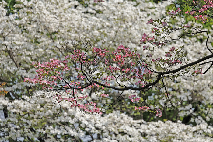 Spring 2008 Study 5