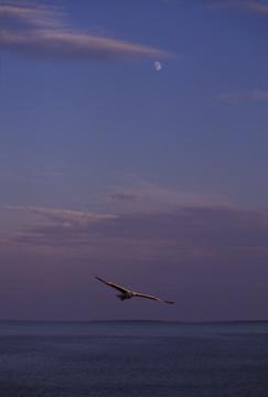 Old Orchard Beach, Maine   1992