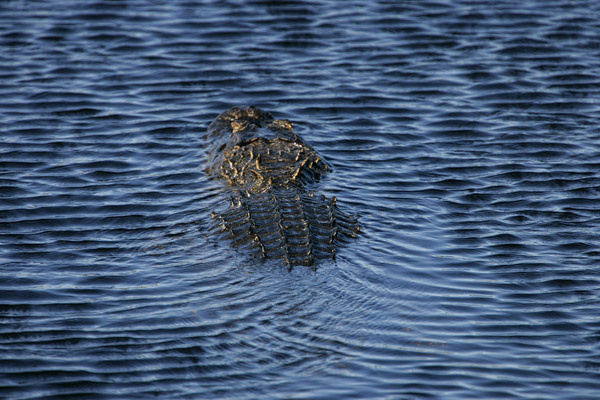 Alligator, Myakka River, Florida 2005