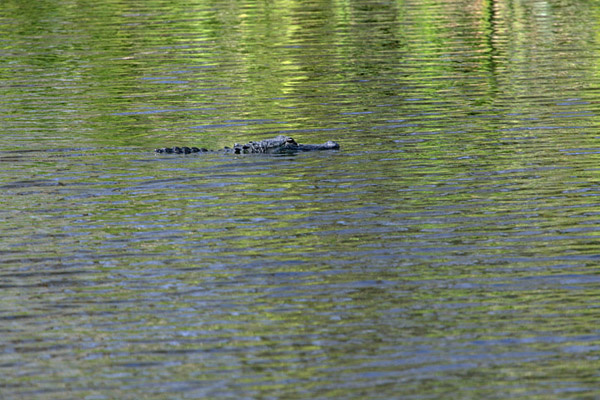 Florida Everglades 2005