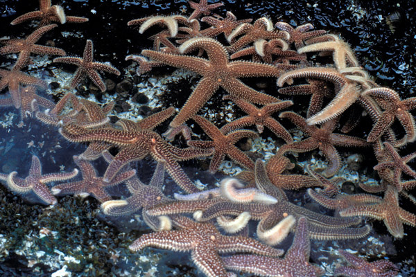 Penobscot Bay, Maine  1983