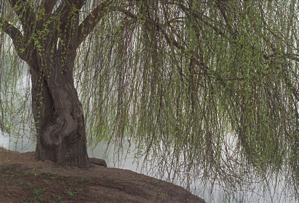 Willow at the Water's Edge, Cape Cod 1992
