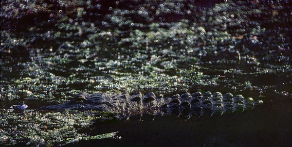 Myakka River, Florida 1984