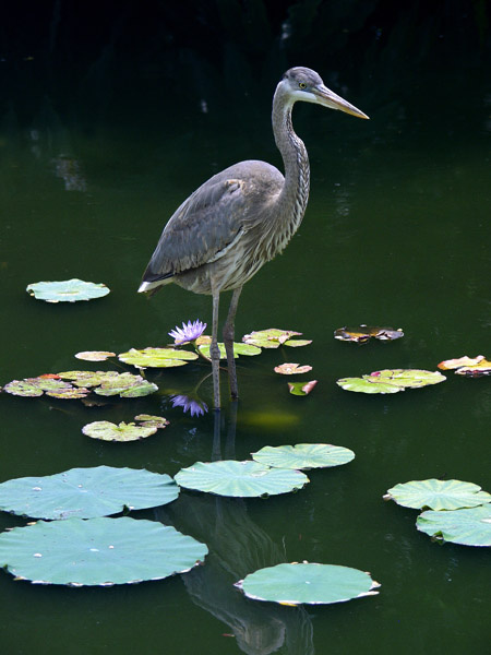 Blue Heron, Florida Everglades  2001