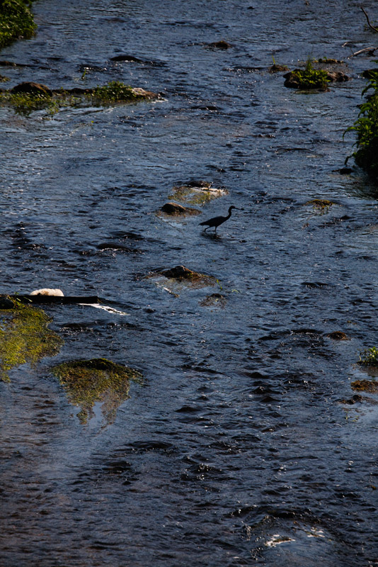 Giant Sinkhole, Paynes Prairie, Florida, 2009