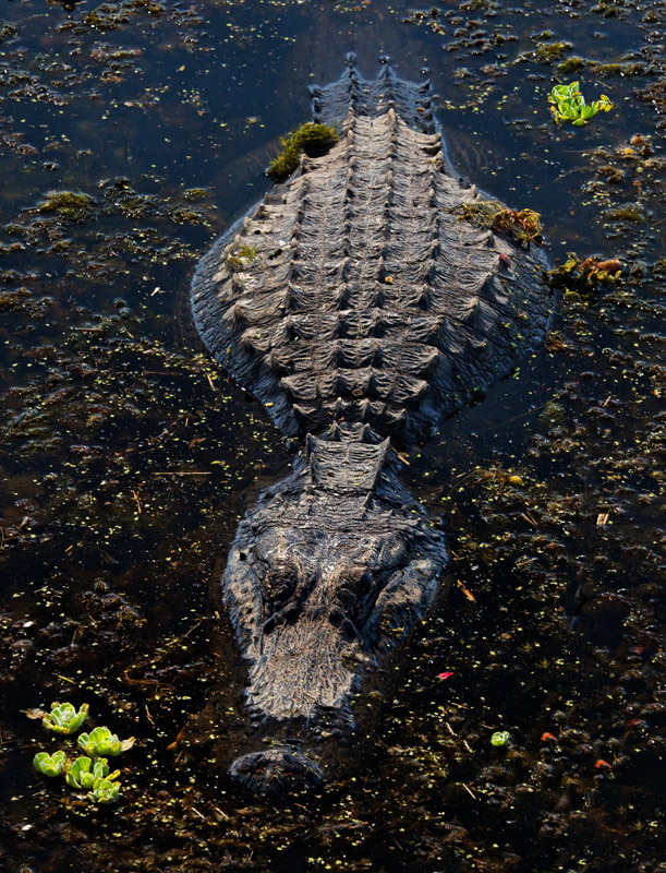 Fifteen Foot Alligator, Paynes Prairie, Florida  2009
