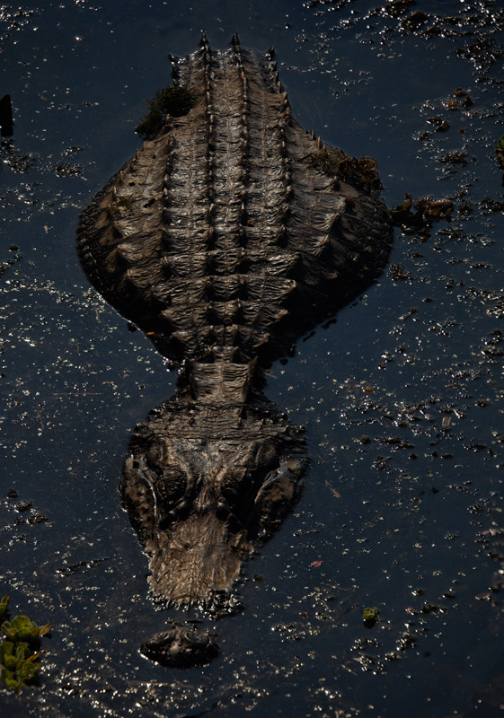 Fifteen Foot Alligator, Paynes Prairie, Florida  2009