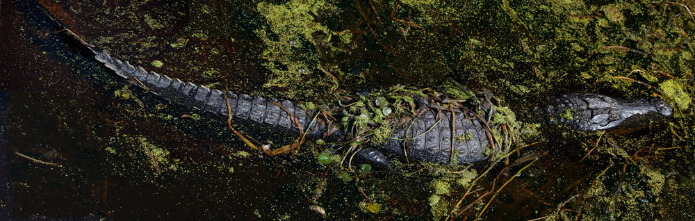 Alligator panorama, Paynes Prairie, Florida  2009
