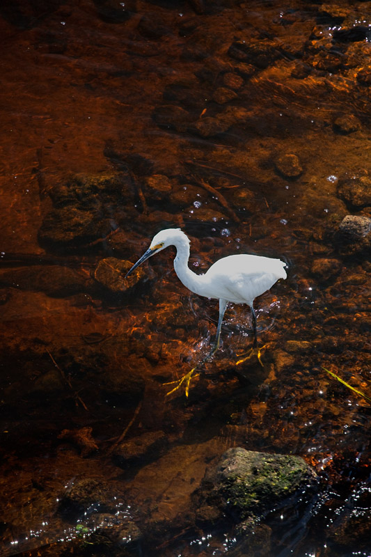 Egret, Paynes Prairie, Florida  2009